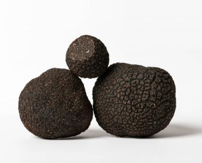 Melanosporum A