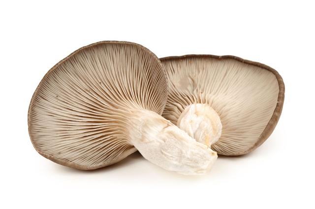 Oesterzwam 1,5kg