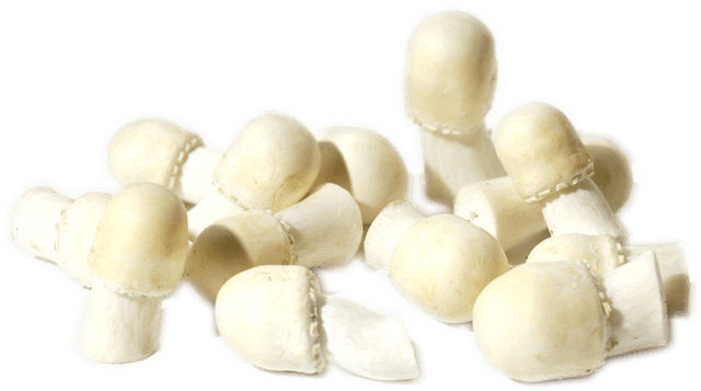 Akkerchampignon/anijszwam 2kg