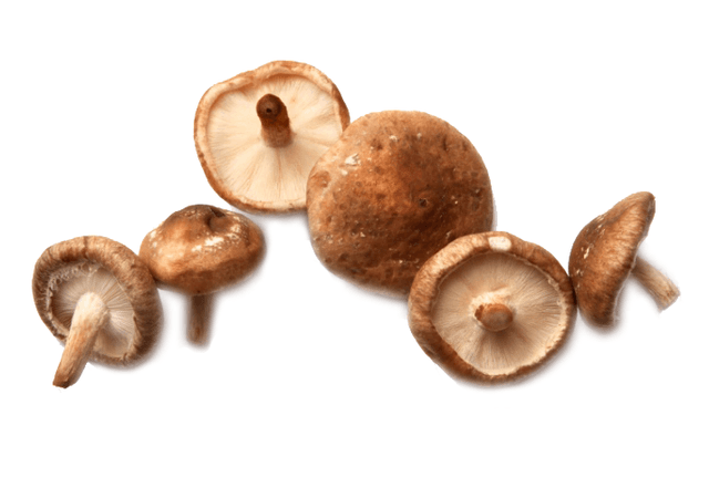 Mini Shiitake 2kg
