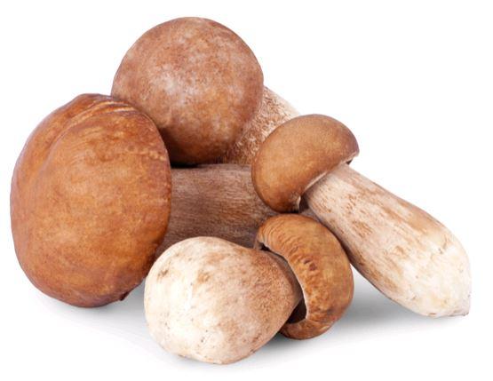 Verse cepes