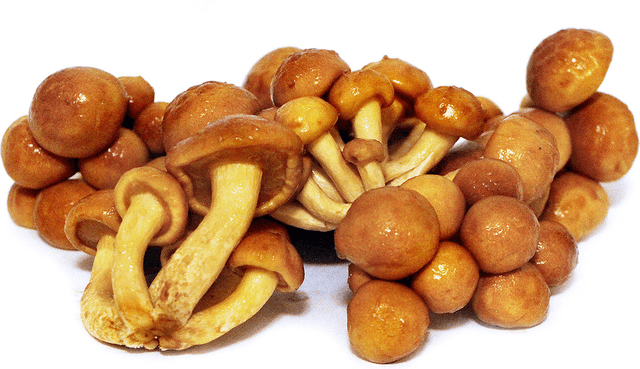 Nameko kistje 1,5kg