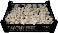 Witte beukenzwam 1,5kg