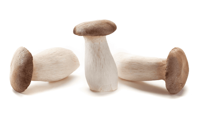 Eringy (koningsoesterzwam) 2kg