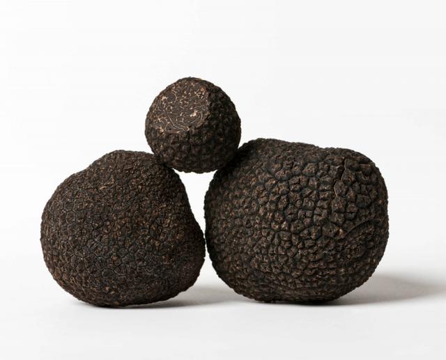 Verse Tuber Uncinatum